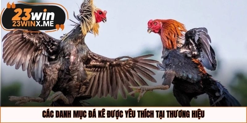 Các danh mục đá kê được yêu thích tại thương hiệu