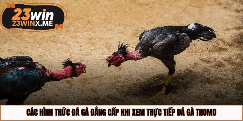 Các hình thức đá gà đẳng cấp khi xem trực tiếp đá gà Thomo