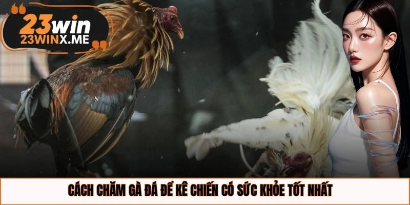 Cách chăm gà đá để kê chiến có sức khỏe tốt nhất