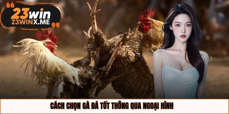 Cách chọn gà đá tốt thông qua ngoại hình