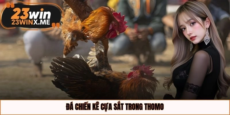 Đá chiến kê cựa sắt trong Thomo