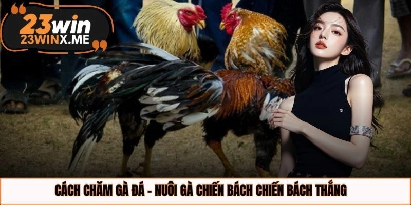 Cách chăm đá gà - nuôi gà chiến bách chiến bách thắng