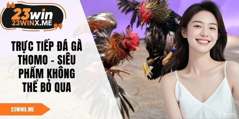 Trực Tiếp Đá Gà Thomo – Siêu Phẩm Không Thể Bỏ Qua