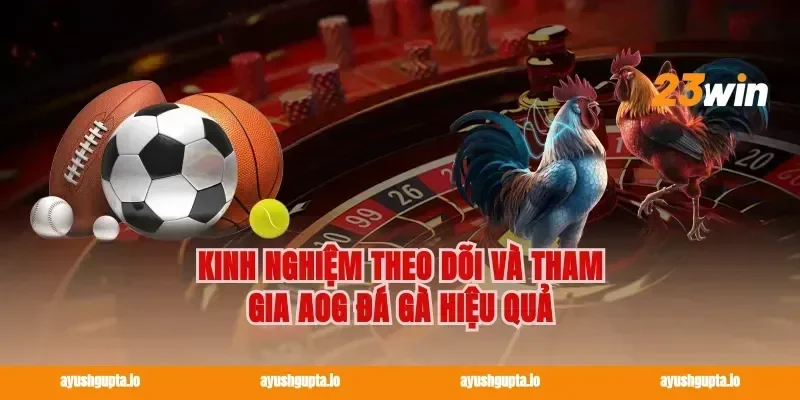 Kinh nghiệm theo dõi và tham gia AOG đá gà hiệu quả